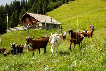 Besuch beim Geissenpeter (gdl_859926751_image)