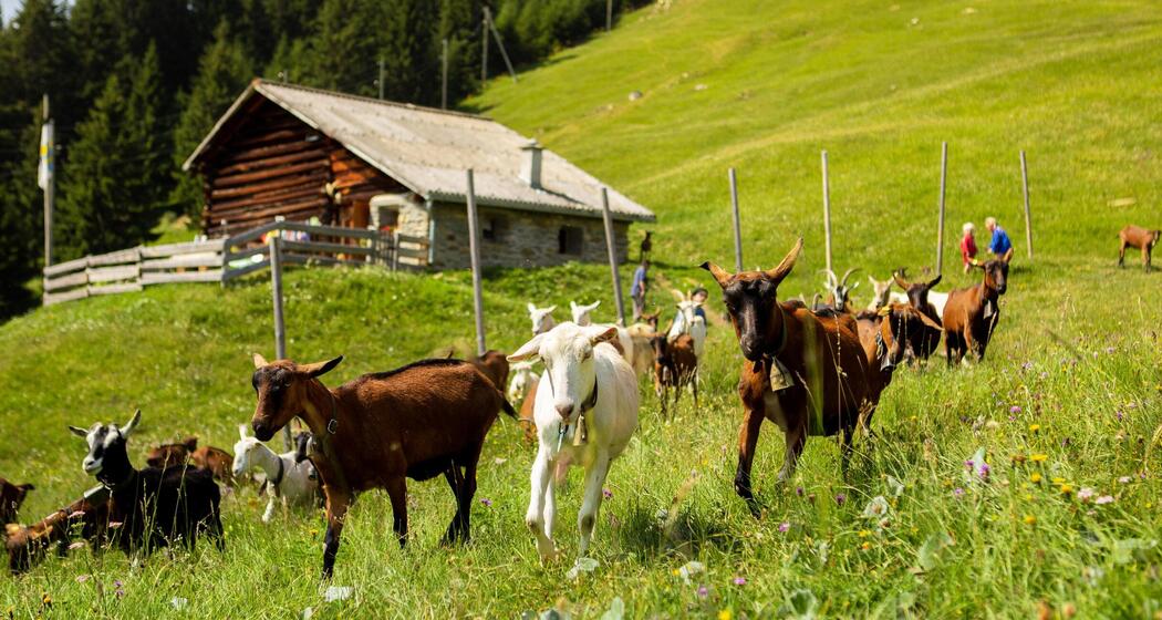 Besuch beim Geissenpeter (gdl_859926751_image)