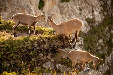 Abendliche Wildbeobachtungstour ins Val Faller (gdl_860095016_image)