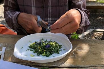 Pesto aus essbaren Wildkräutern herstellen (Savognin) (gdl_860274574_image)