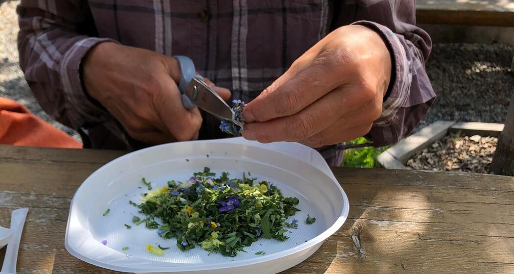Pesto aus essbaren Wildkräutern herstellen (Savognin) (gdl_860274574_image)