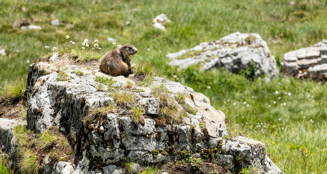 Zu Besuch bei den Murmeltieren (gdl_860390804_image)