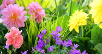 Frühlingserwachen mit Apéro (gdl_861676475_image)