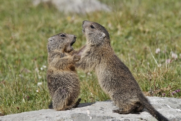 Bartgeier, Edelweiss und Co. – Biodiversität im Val Müstair (gdl_863977565_image)