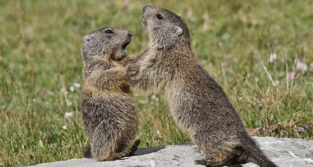 Bartgeier, Edelweiss und Co. – Biodiversität im Val Müstair (gdl_863977565_image)