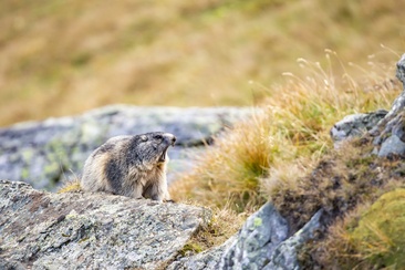 Wildtierbeobachtung Murmeltier (gdl_864069517_image)