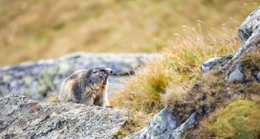 Wildtierbeobachtung Murmeltier (gdl_864069517_image)