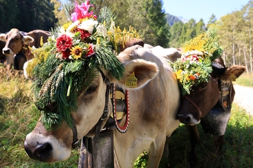 S-chargiada d'Alp - Désalpe (gdl_864639613_image)