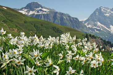 Narzissen-Sonntag in Seewis (gdl_865878459_image)
