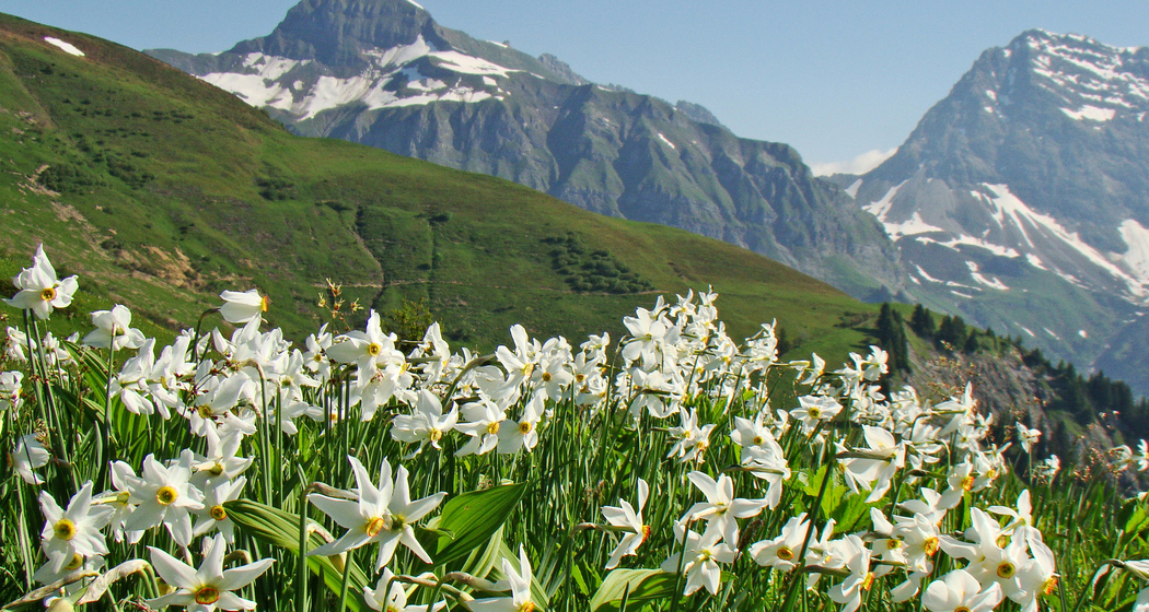 Narzissen-Sonntag in Seewis (gdl_865878459_image)