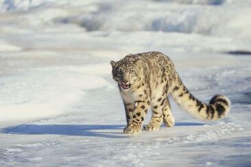 ArosaAkademie «Kinoabend» (gdl_867588518_image)