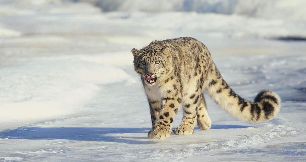 ArosaAkademie «Kinoabend» (gdl_867588518_image)