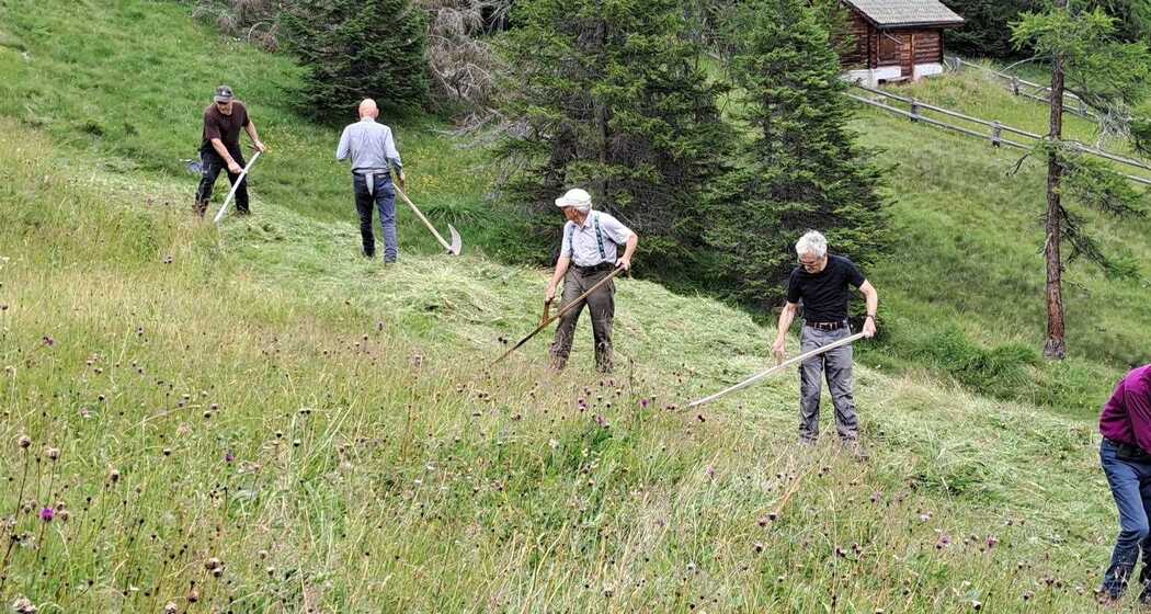 Alte Techniken wiederentdecken - Mähen mit der Sense (gdl_867845280_image)
