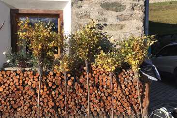 Alte Techniken entdecken - Besen binden (gdl_868551640_image)