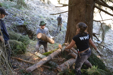 La nature se connecte : entretien des lisières de forêt dans la vallée isolée de Valzeiner (gdl_872519079_image)