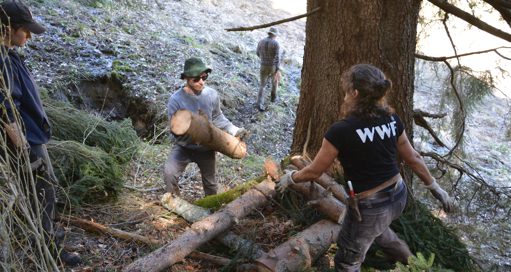 Natur verbindet: Waldrandpflege im abgelegenen Valzeinertal (gdl_872519079_image)