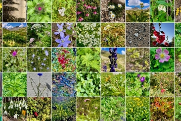 Herstellung eine Arznzeipflanzenauszugs in Öl (gdl_874110891_image)