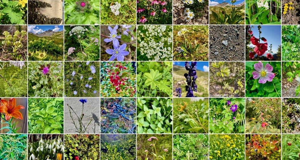 Turas da plantas medicinalas - Arzneipflanzen Touren (gdl_874110891_image)