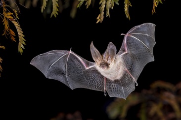 Wildlife watching bat (gdl_874893978_image)