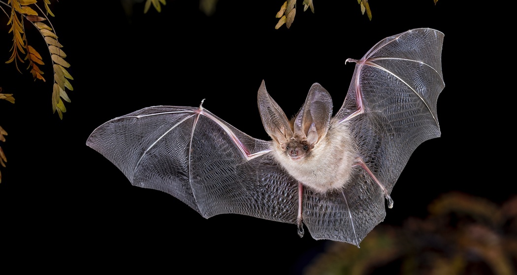 Wildtierbeobachtung Fledermaus (gdl_874893978_image)