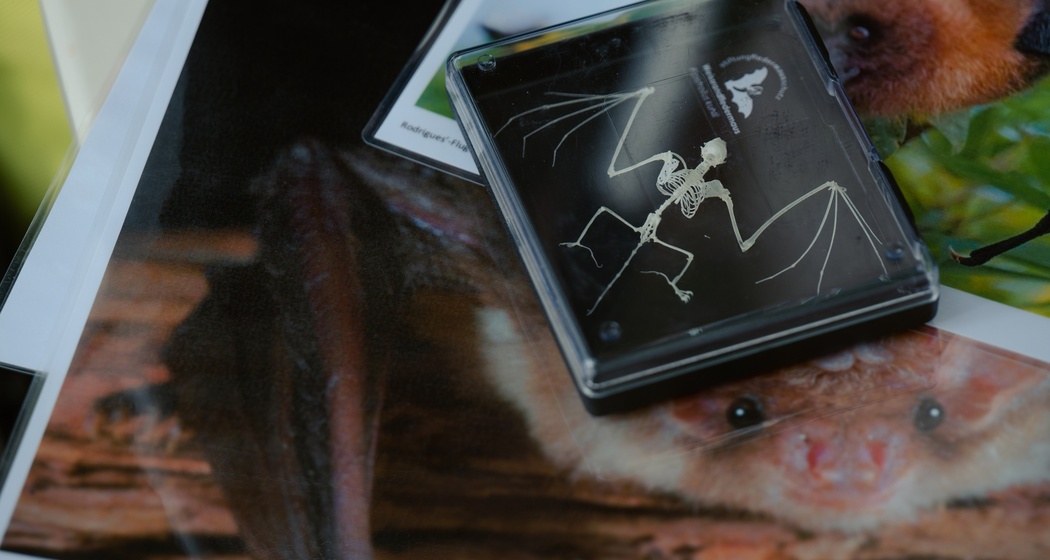 Wildtierbeobachtung Fledermaus (gdl_874893992_image)