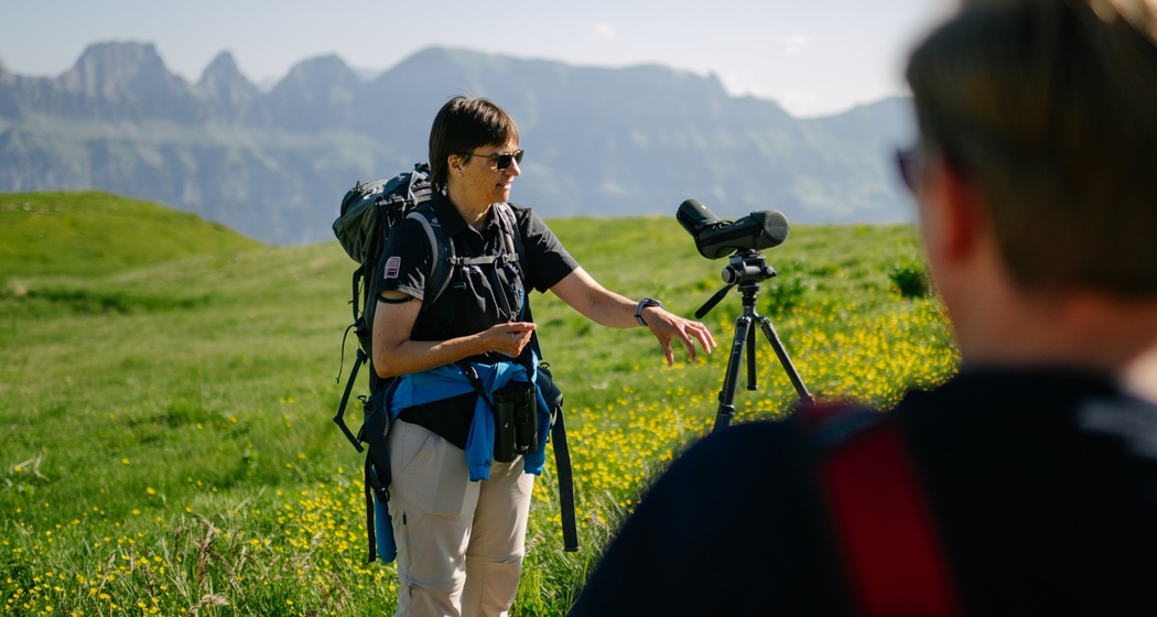 Wildtierbeobachtung Murmeltier (gdl_878882075_image)