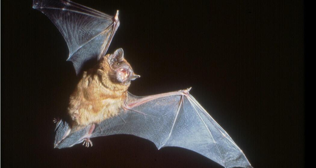 ArosaAkademie «Fledermaus Exkursion» (gdl_893878750_image)