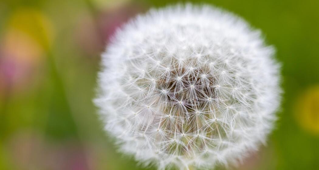 ArosaAkademie «Bergblumenfotografie» (gdl_895064386_image)