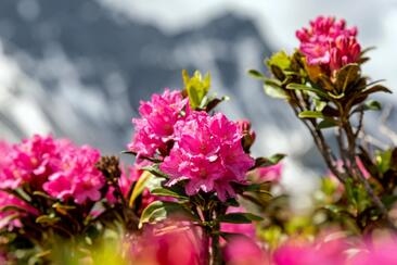 ArosaAkademie «Bergblumenfotografie» (gdl_895064397_image)