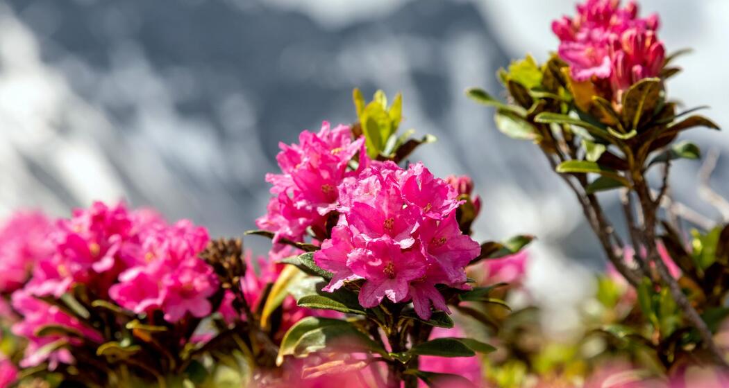 ArosaAkademie «Bergblumenfotografie» (gdl_895064397_image)