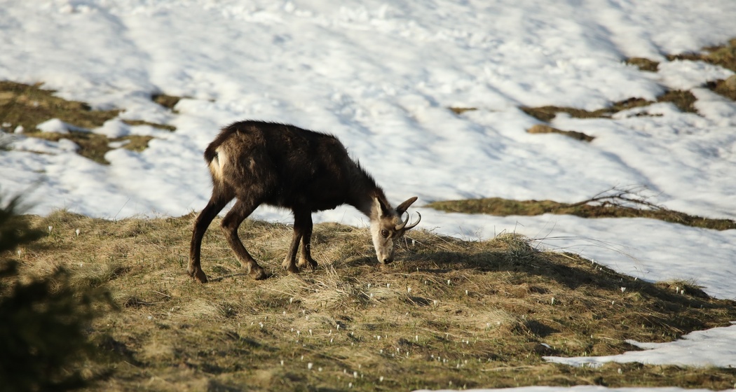 Wildtier-Erlebnis auf Schneeschuhen am Flumserberg (gdl_897551013_image)
