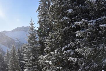 ArosaAkademie «Der Wald im Winter» (gdl_898649542_image)