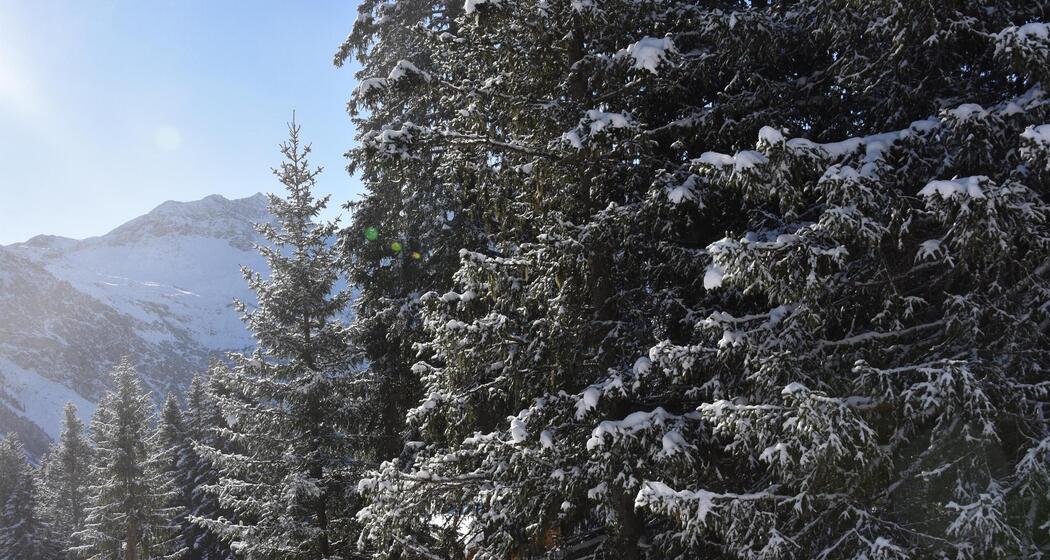 ArosaAkademie «Der Wald im Winter» (gdl_898649542_image)