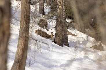 Wiltiere im Winter (gdl_900188664_image)