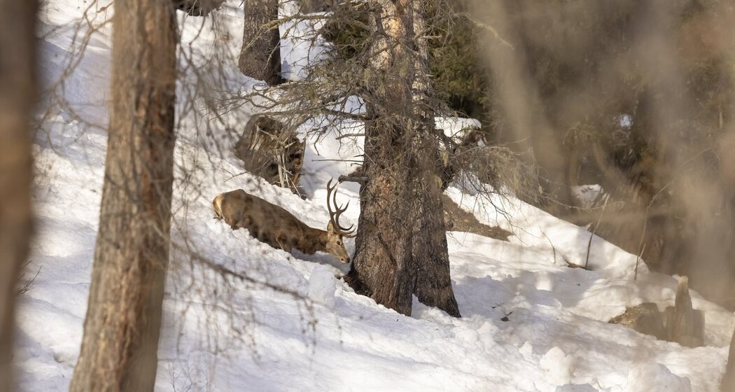 Wildtiere im Winter (gdl_900188664_image)