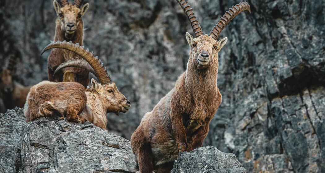 ArosaAkademie «König der Alpen» (gdl_900264718_image)