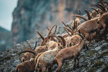 ArosaAkademie «König der Alpen» (gdl_900264724_image)