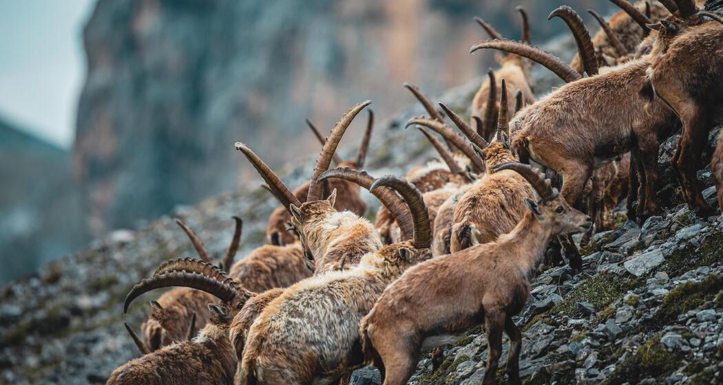 ArosaAkademie «König der Alpen» (gdl_900264724_image)