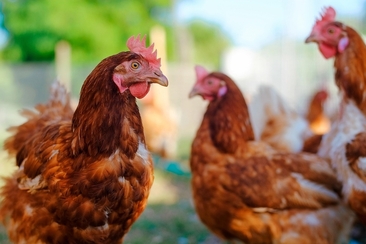 Stallbesuch auf dem Hof Quadra am Heinzenberg - Flerden (gdl_900801067_image)