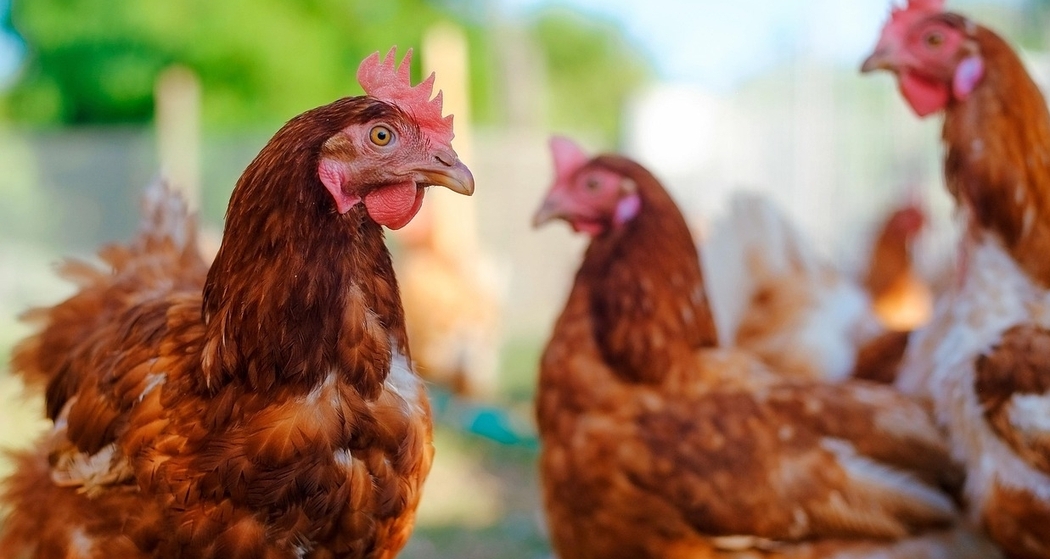 Stallbesuch auf dem Hof Quadra am Heinzenberg - Flerden (gdl_900801067_image)