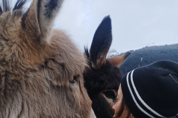 Visit to the farm (gdl_901207433_image)