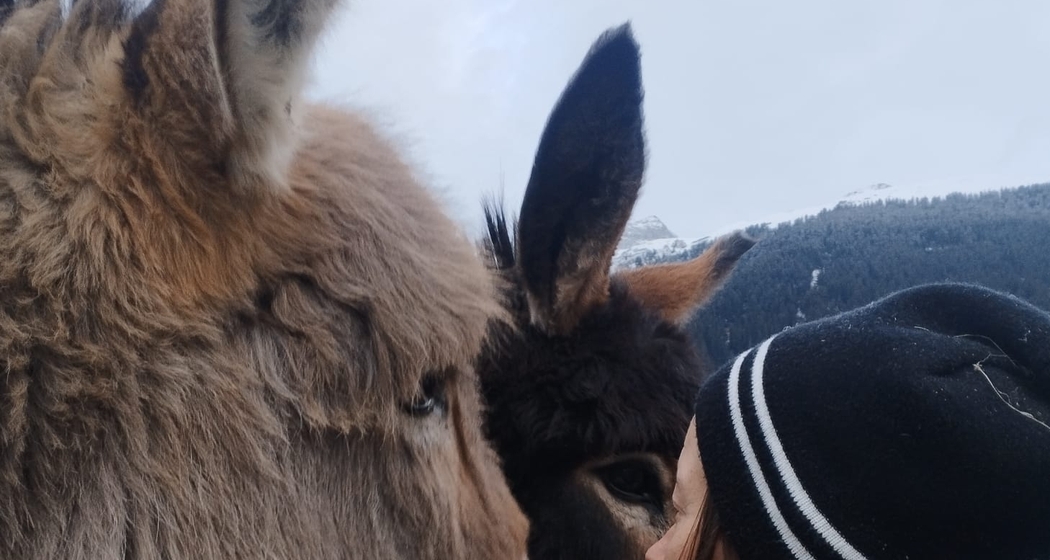 Besuch auf dem Bauernhof (gdl_901207433_image)