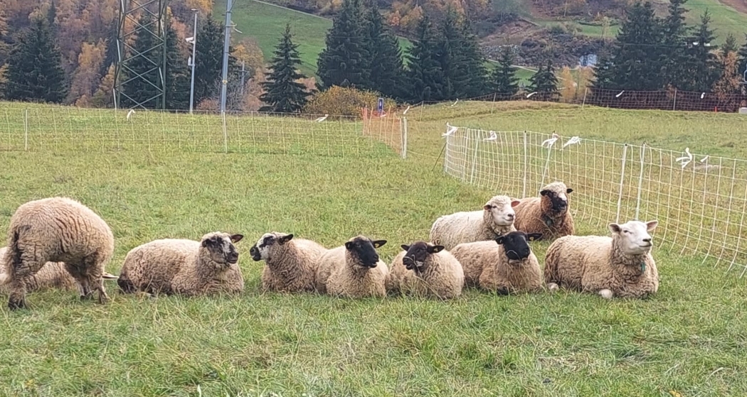 Besuch auf dem Bauernhof (gdl_901207435_image)