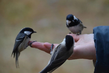 Birdwatching in Pontresina (gdl_902409945_image)