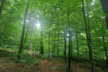 Achtsamkeit Retreat: Digital Detox in der Natur (gdl_902672915_image)