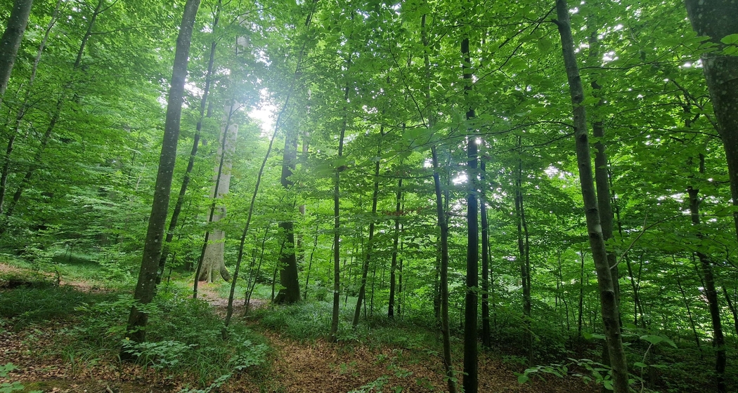 Achtsamkeit Retreat: Digital Detox in der Natur (gdl_902672915_image)