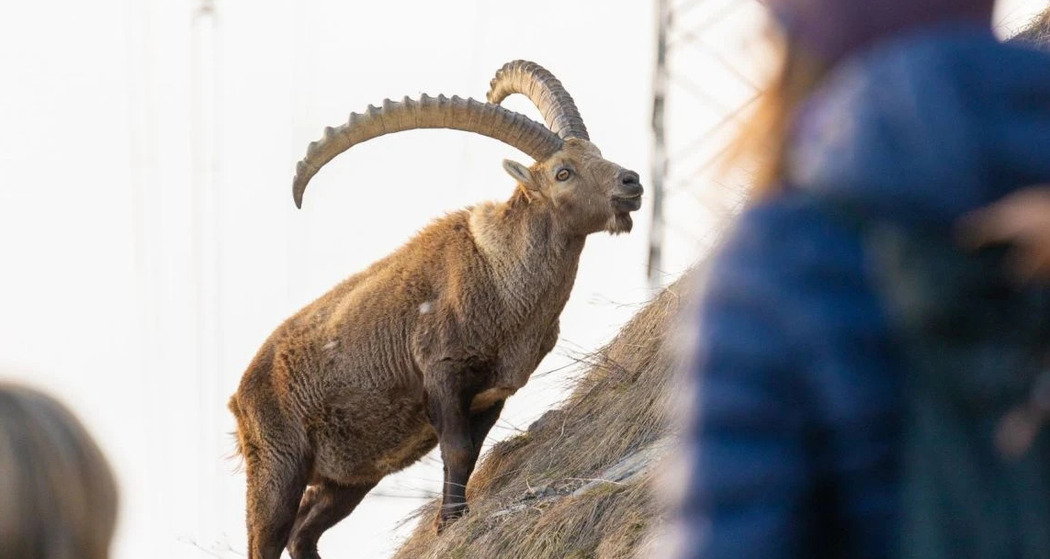 Steinbock-Führung Frühling Pontresina (gdl_903058172_image)