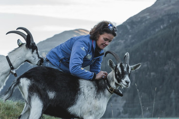 Geissenerlebnis: Trekking mit Pick Nick oder Outdoor-Gletscherfondue (gdl_903397388_image)
