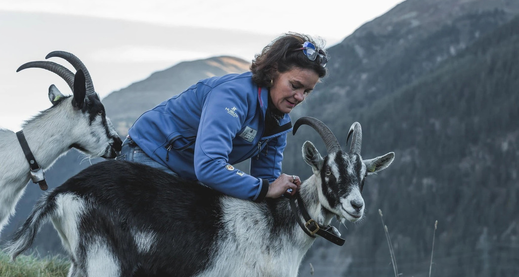 Geissenerlebnis: Trekking mit Pick Nick oder Outdoor-Gletscherfondue (gdl_903397388_image)