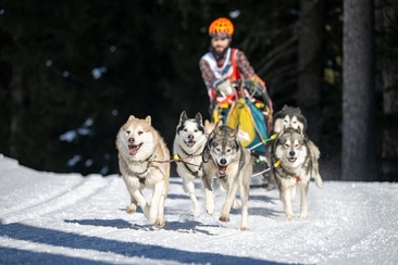 Gara cani da slitta (gdl_904350957_image)